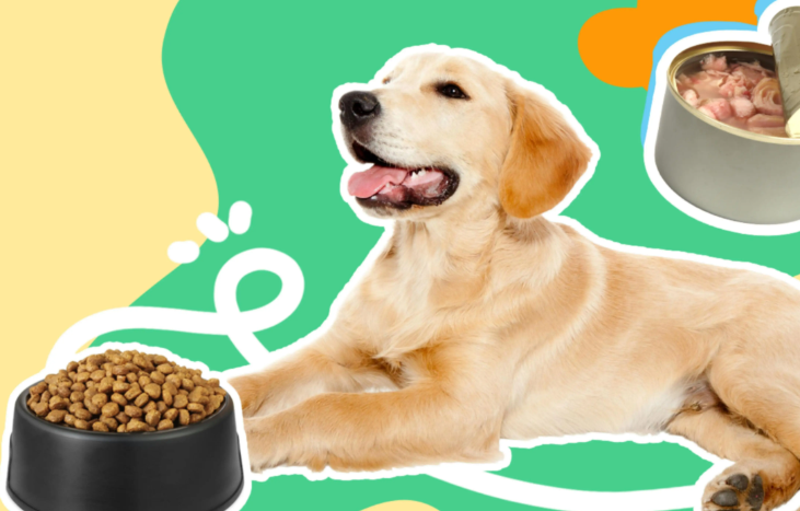 全球寵物市場規模2030年或突破5000億美元（跨境電商賣家選品參考）